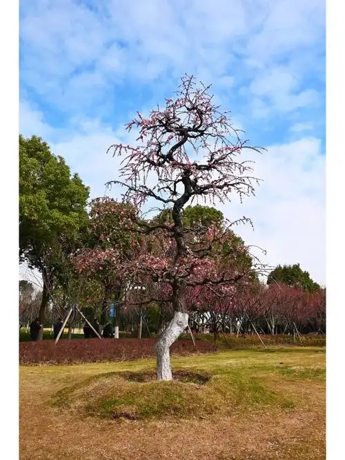 日湖有龙游梅.龙游梅系梅中极品.