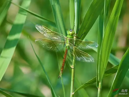 绿蜻蜓