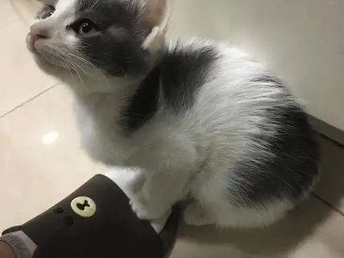 无偿领养英短蓝白串串