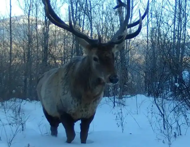国家二级保护动物马鹿现身内蒙古绰尔雅多罗国家湿地公园