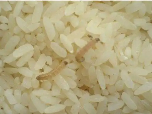 大米为什么生白色蠕虫