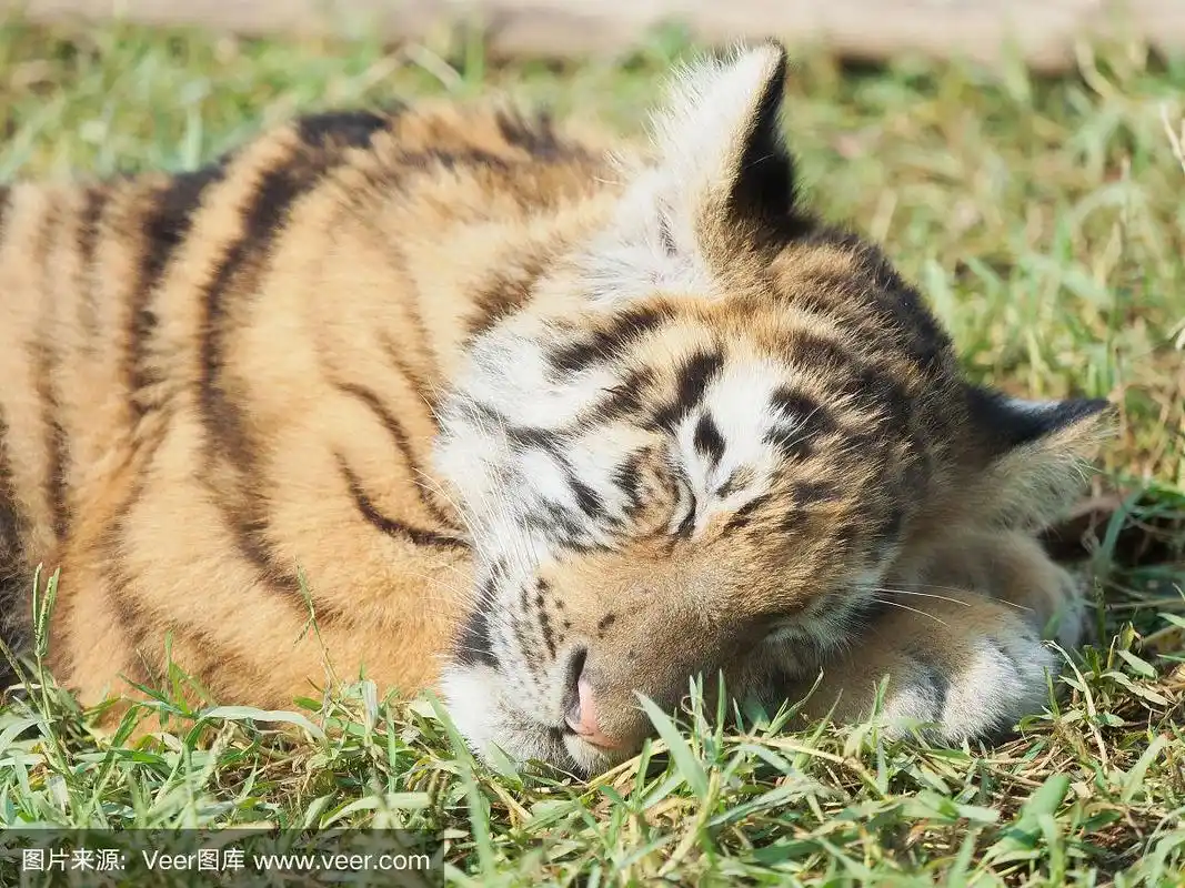 熟睡的可爱的小老虎.小老虎,在草地上闭着眼睛的有趣的小老虎.