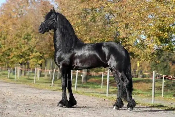 盘点世界上最昂贵,最纯正的10个马种,这才是真正的良驹宝马