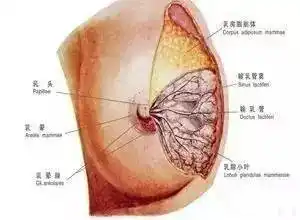 乳头乳晕瘙痒意味着什么?