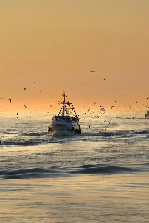 海,鸟,海鸥,船,早晨