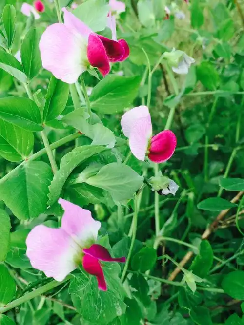 我的美篇 - 美篇