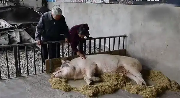 汶川地震被埋36天才被挖出来的猪坚强现在怎样了