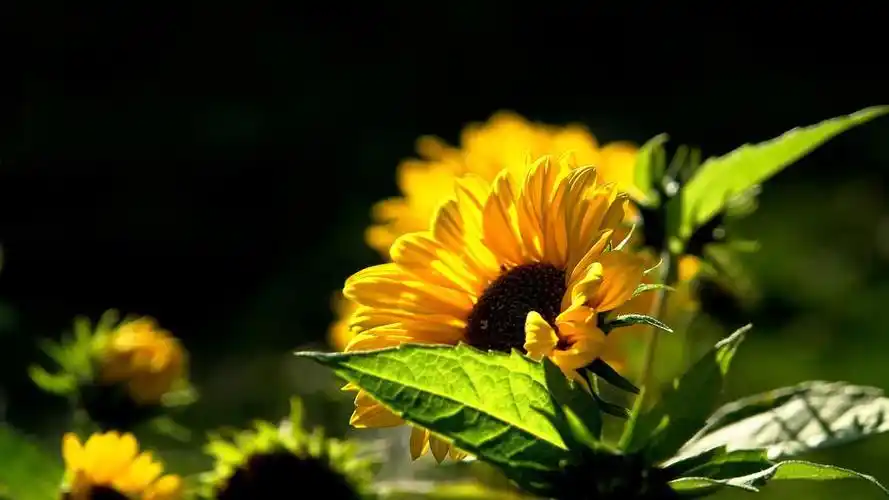 黄色清新向日葵图片 胜似阳光般的温暖(7)_唯美图片