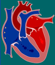 详解心脏超声检查报告中最重要的指标左室射血分数