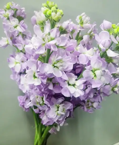 紫色紫罗兰,淡淡的浅紫色,看着很舒心的颜色.10元一把