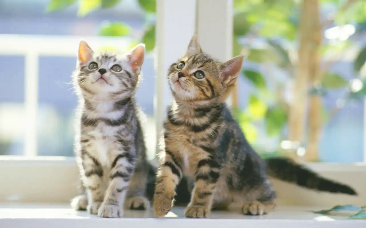 呆萌可爱双胞胎宠物图片桌面壁纸高清大图预览1920x1200_动物壁纸下载