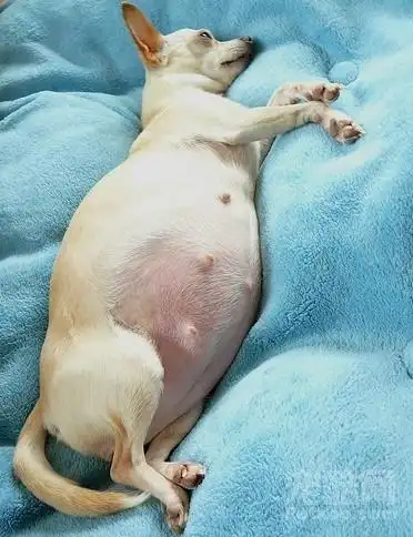 怀孕的狗狗应该吃什么好