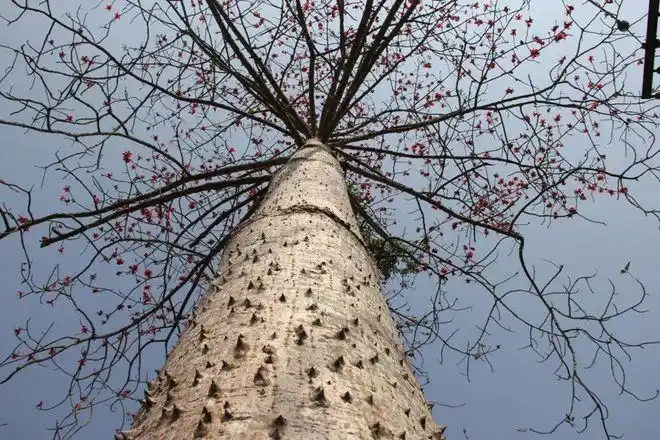 没有被木棉砸过的春天,是不完整的|木棉花|木棉树|叶子|乔木_网易订阅