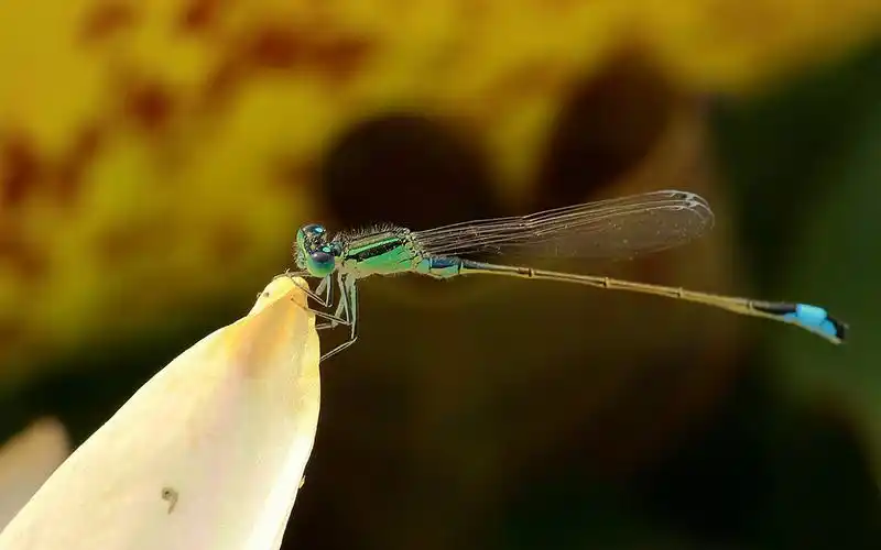 荷叶上的蜻蜓微距高清摄影图片桌面壁纸