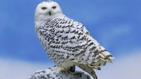 动物合集 第36辑-动物壁纸-高清动物图片-第9图-娟娟壁纸