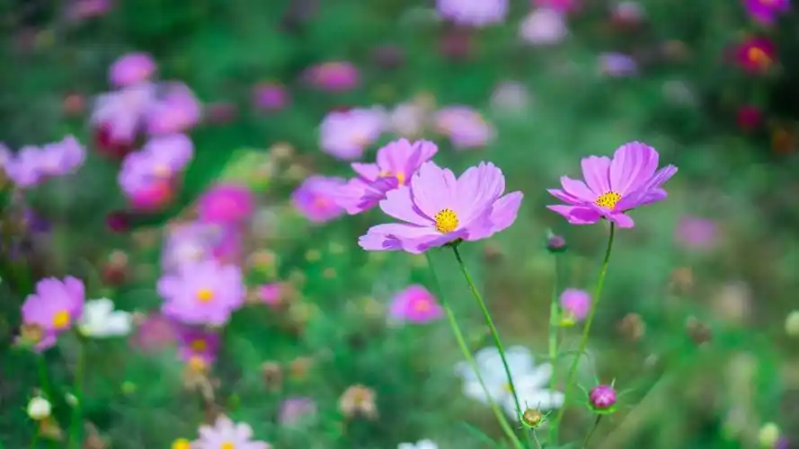 深秋格桑花摄影桌面壁纸下载3