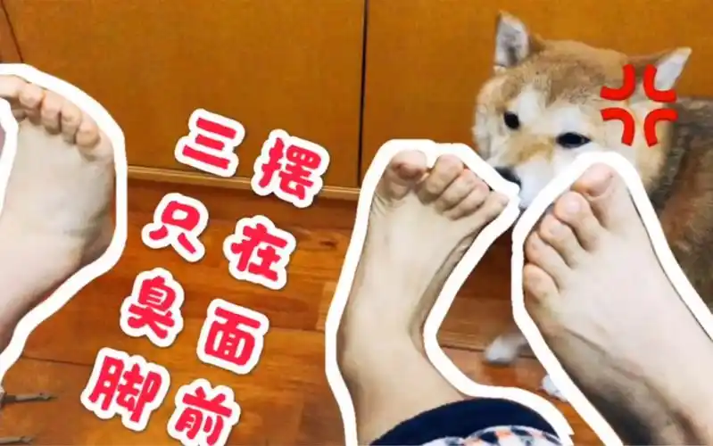 想知道家里谁脚臭,看狗狗表现就知_哔哩哔哩_bilibili