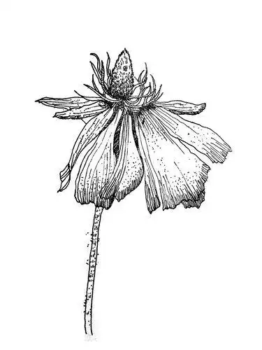 枯萎的花简笔画 枯萎的花简笔画简单易学