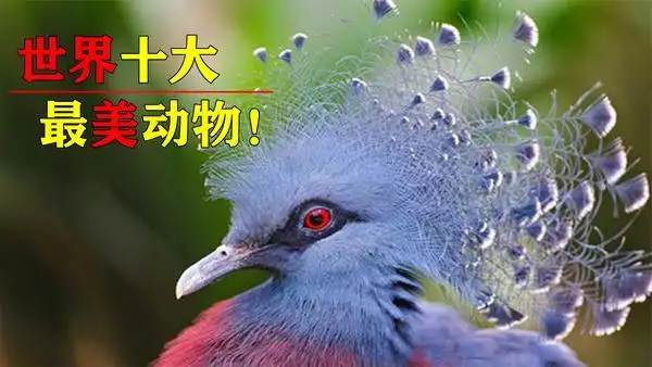 世界珍稀动物第一名,全球只有35只,入选极危动物 _ 图片网