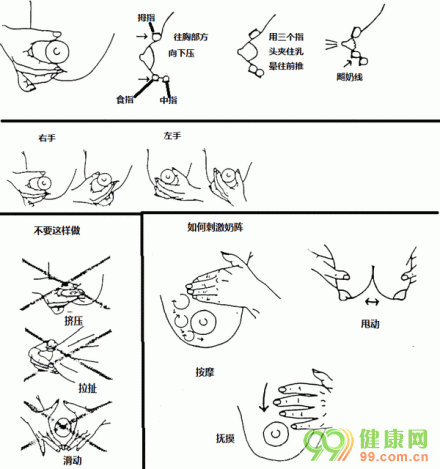 挤奶也有技巧 教你手动如何挤奶