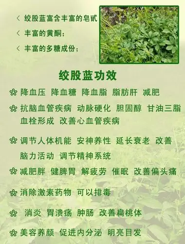 七叶龙须绞股蓝茶的功效与作用绞股蓝七叶好还是五叶好