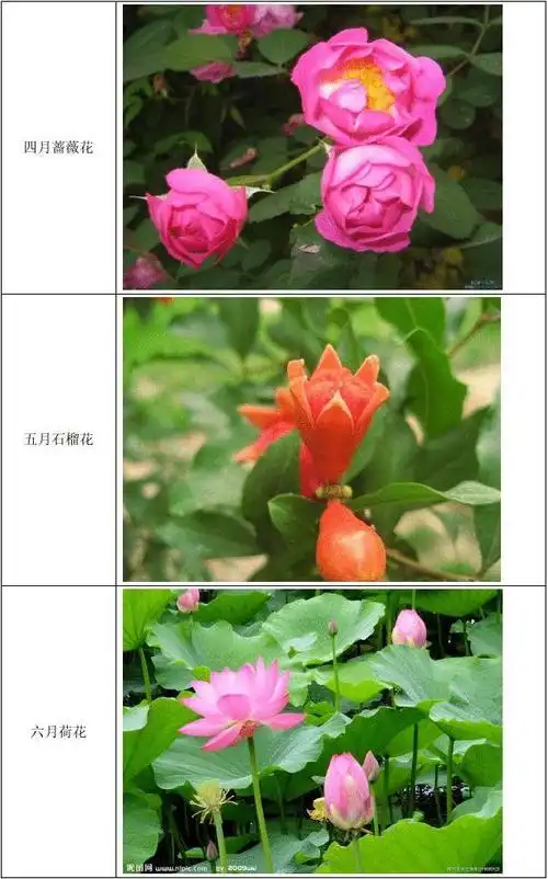 12个月开什么花(文字,图片,童谣)