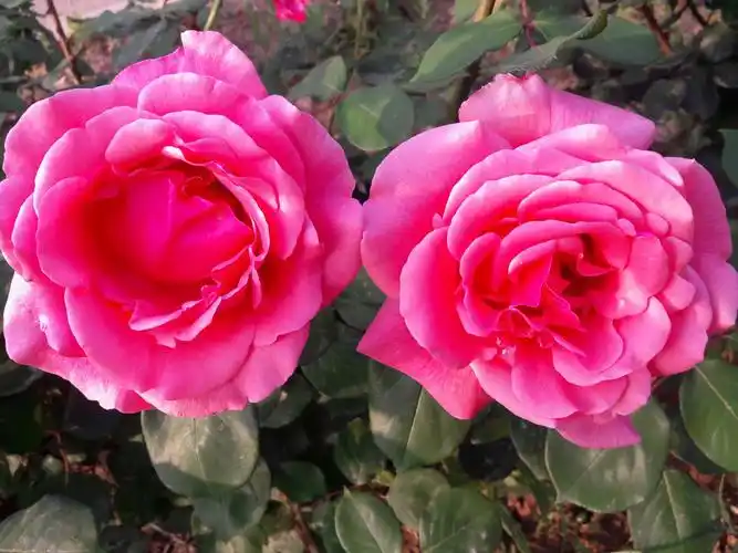 家门口的月季花