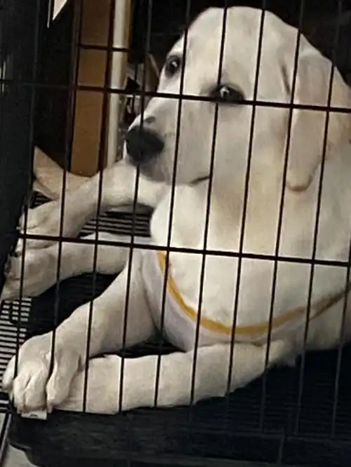 拉布拉多关笼子里的表情大赏