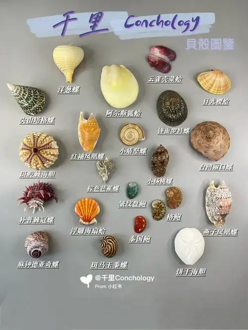 贝壳图鉴