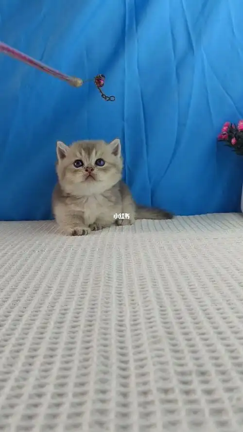 给小可爱找家庭,#蓝金矮脚  #金渐层矮脚  #蓝金渐层  #金渐层  #英短