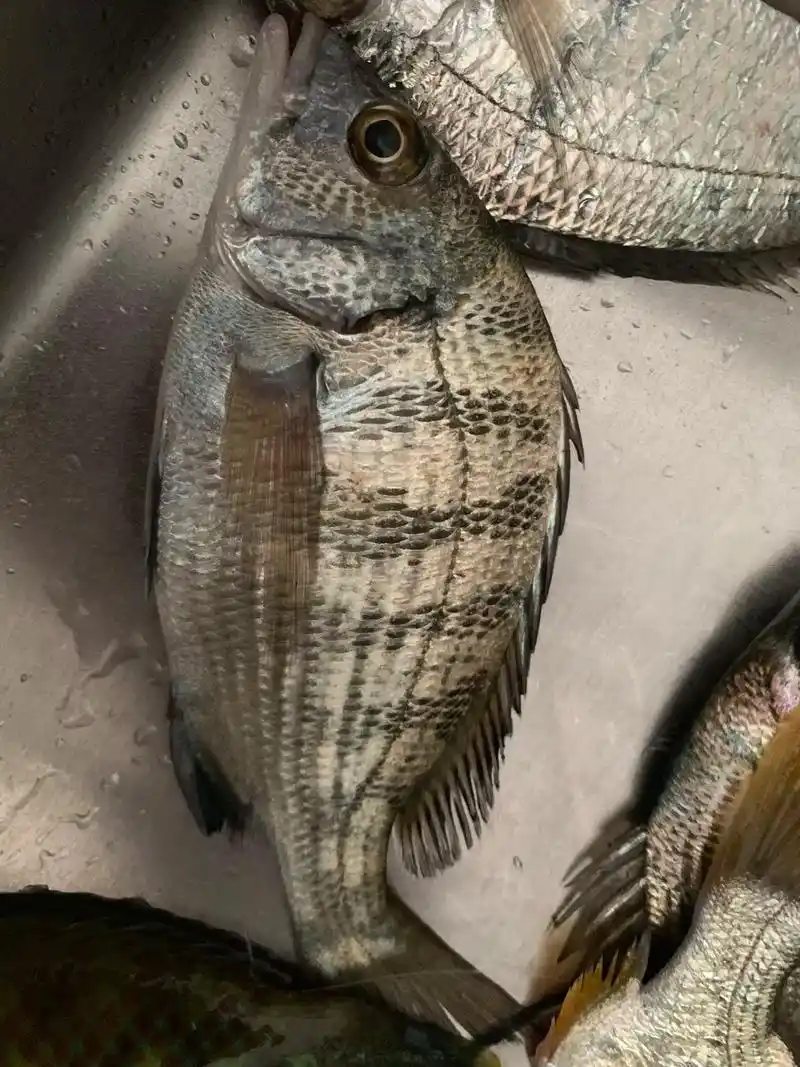 图一:黑鲷.图二:黄鳍鲷,又叫黄脚 - 抖音