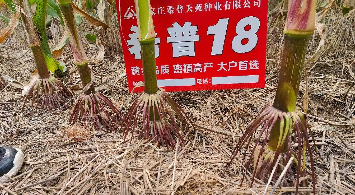 紫根紫秆玉米为什么深受老百姓喜爱