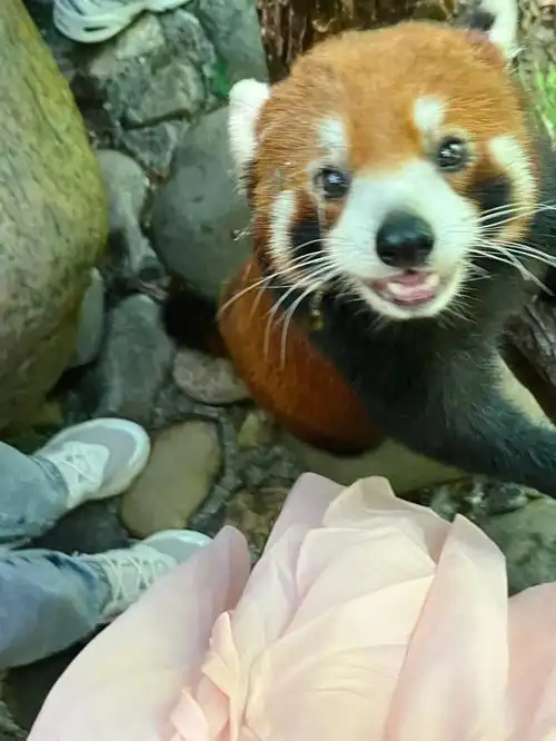 是谁被小熊猫宠幸了