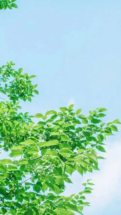 绿色背景图,绿色背景图卡通(护眼壁纸:绿色清新背景图)