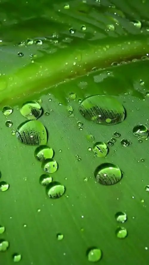 绿色养眼高清手机h5背景