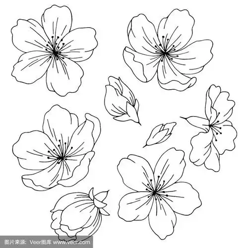 樱花图形花黑白孤立素描集插图向量