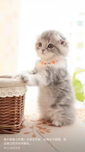 小奶猫 - 堆糖,美图壁纸兴趣社区