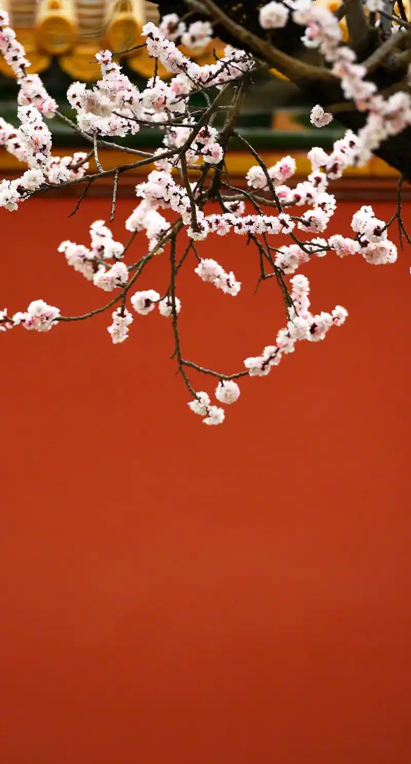 春日里的故宫竟然这么美!