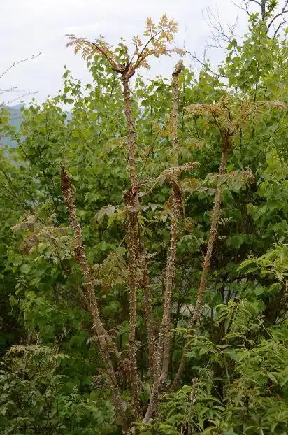 飞天蜈蚣七 - 杨陵仁和中医医院