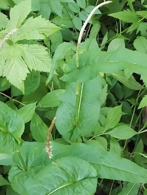 日月峡中草药(087)--草河车(掌参)
