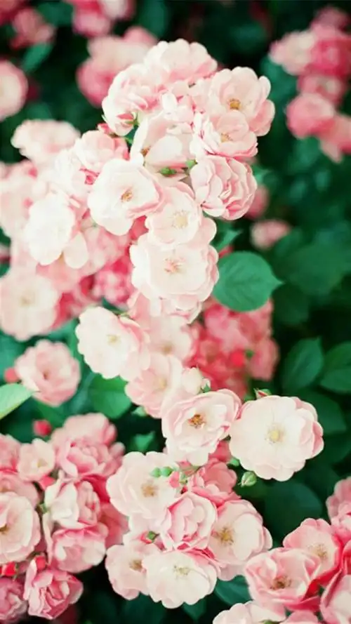 清新花卉锁屏,高清图片,手机锁屏桌面-壁纸族