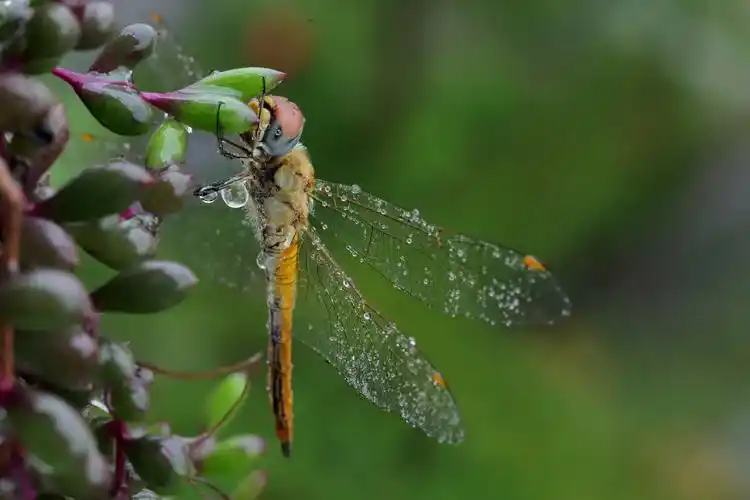 雨天的蜻蜓
