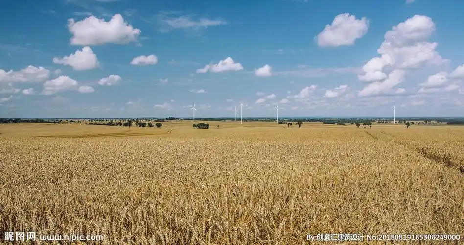 金灿灿的麦田图片