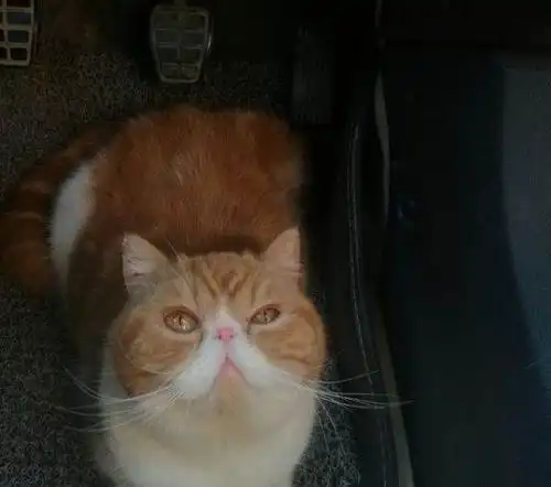 虎斑加菲成母出售—郑州加菲猫