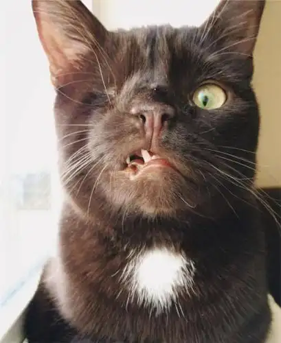 奇特的喵星人:美国猫咪单只眼睛面部狰狞