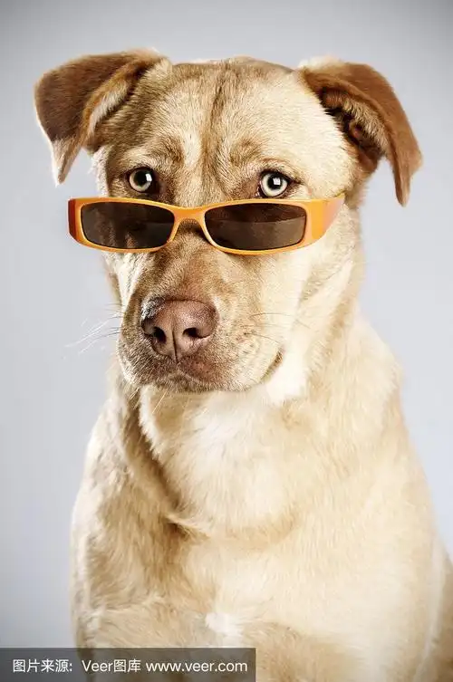 狗戴着墨镜