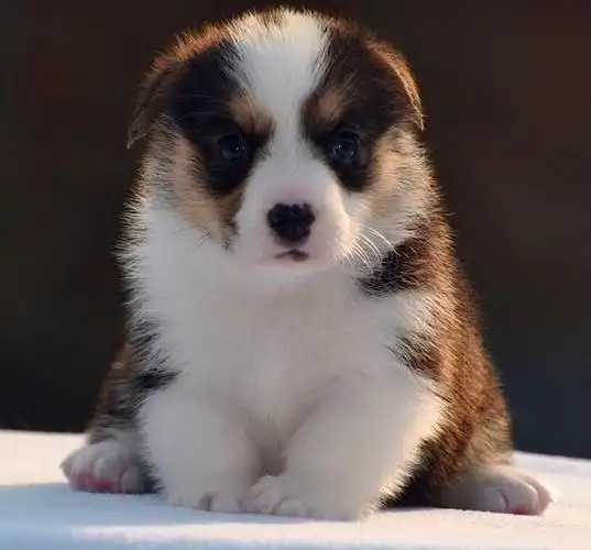 贵族萌宠 矮脚绅士可爱萌 三色柯基 两色柯基