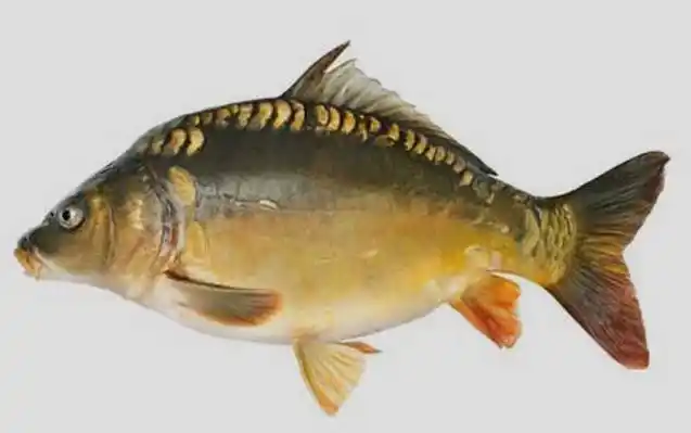 六,德国镜鲤(三花鲤鱼,三道鳞)德国镜鲤是常见的鲤鱼品种之一,因鱼体