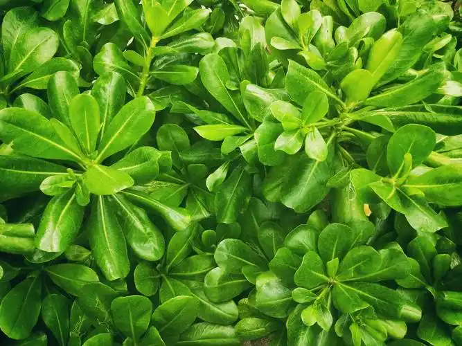 七里香photo by double