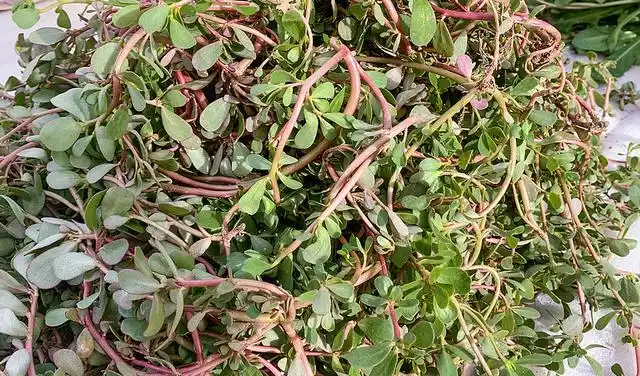 农村1种"瓜子菜",是润肺明目"特效药",3元一斤,别错过